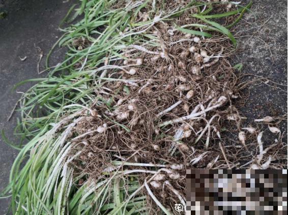 老妈种了一丛韭菜，3个月后，居然开出七彩花！