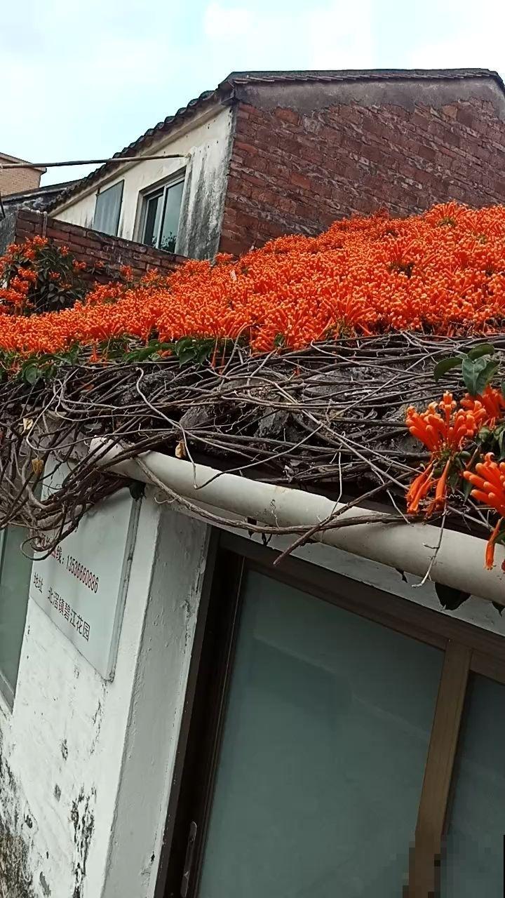 这花最适合过年养，开花红红火火，爬满整面墙
