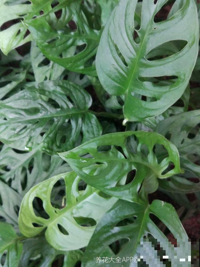 这花超耐阴，养在家里爬满整面墙，特好看