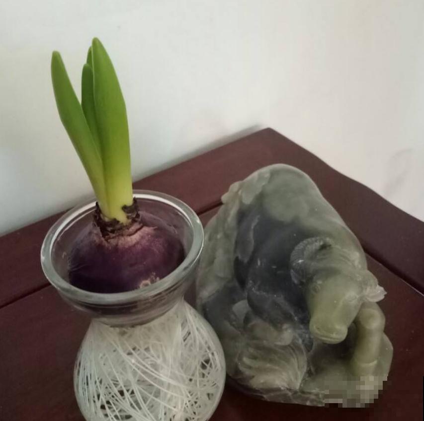 风信子夹箭不开花？关一下“小黑屋”，过两天自己就能伸出来！