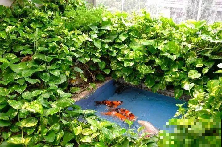 养不活的花丢鱼缸里，沾水立马就疯长，大冬天呼呼长不停！