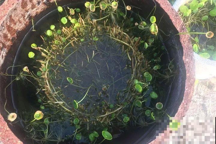 最怕冷的花，一降温就黄叶子，再不管只剩盆了！