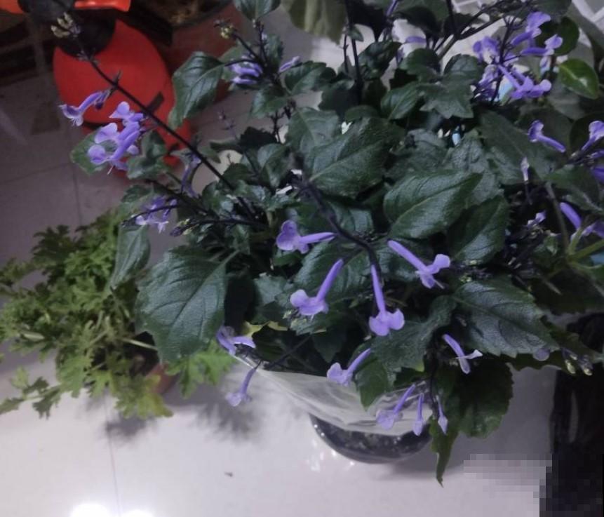 艾氏香茶菜认识吗？一养就旺盛，开花还好看！