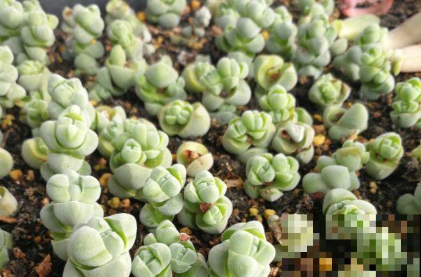 多肉不用盆养，换了这东西，天天浇水都不怕！