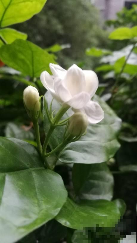 家里养盆杀菌花，空气清新，身体好不生病