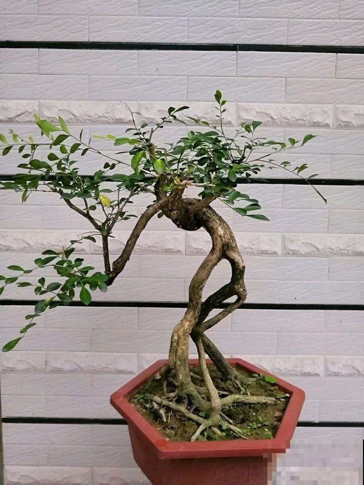 这花最适合用来做盆景，造型剪好了，身价能翻好几倍！