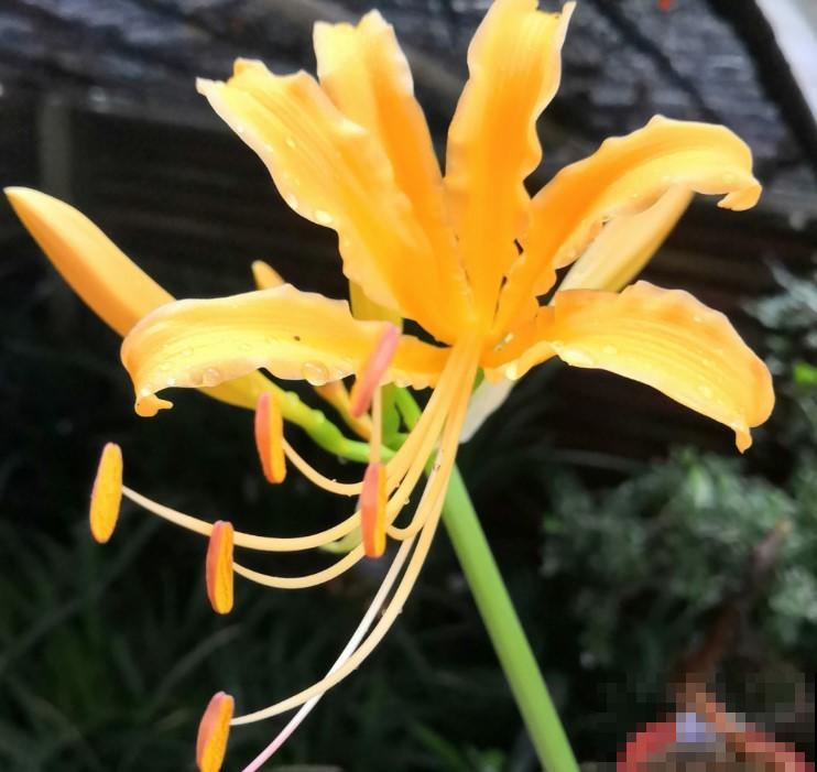 这花一说名字都知道，红色、白色，在这方面还是个宝贝呢！