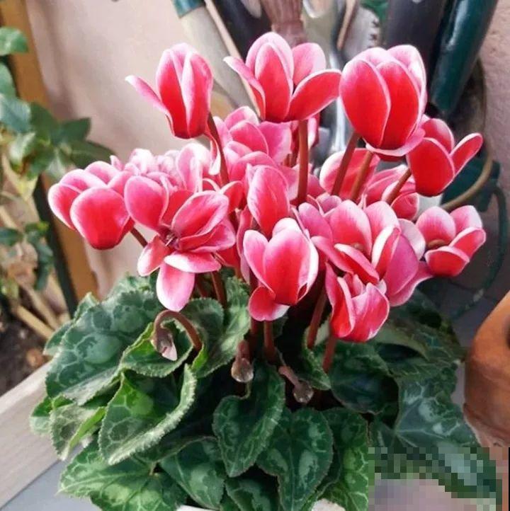 20种花再冷也不怕，过年正好开花，现在养还来得及！