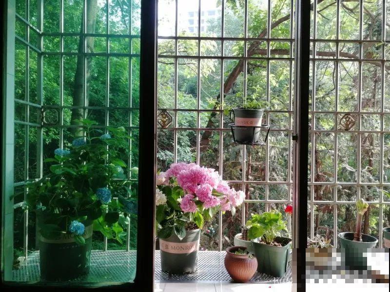 室内养花太难？记住这5点，啥花都能养得好！