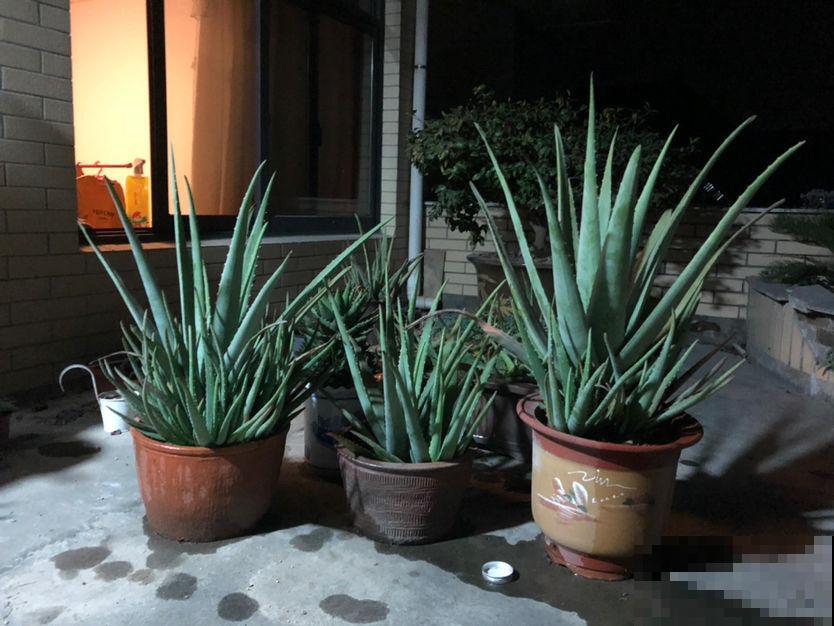 冬天养花入室，小飞虫繁殖到处飞，这么几招就轻松消灭！