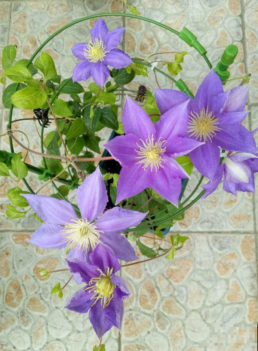 这花就得现在养，温度越低长得越旺，再晚就不开花了