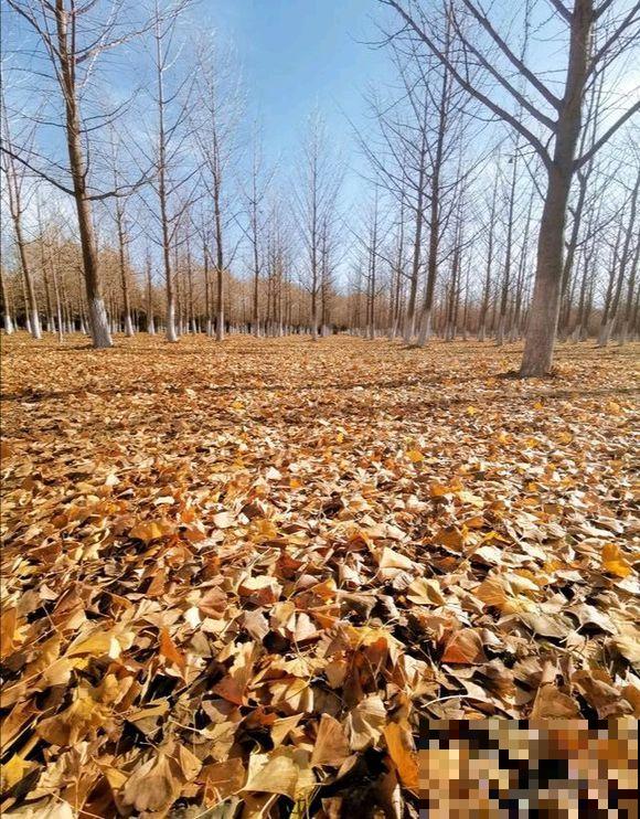 满地落叶都是宝，赶紧装一麻袋，给花用了长得旺！