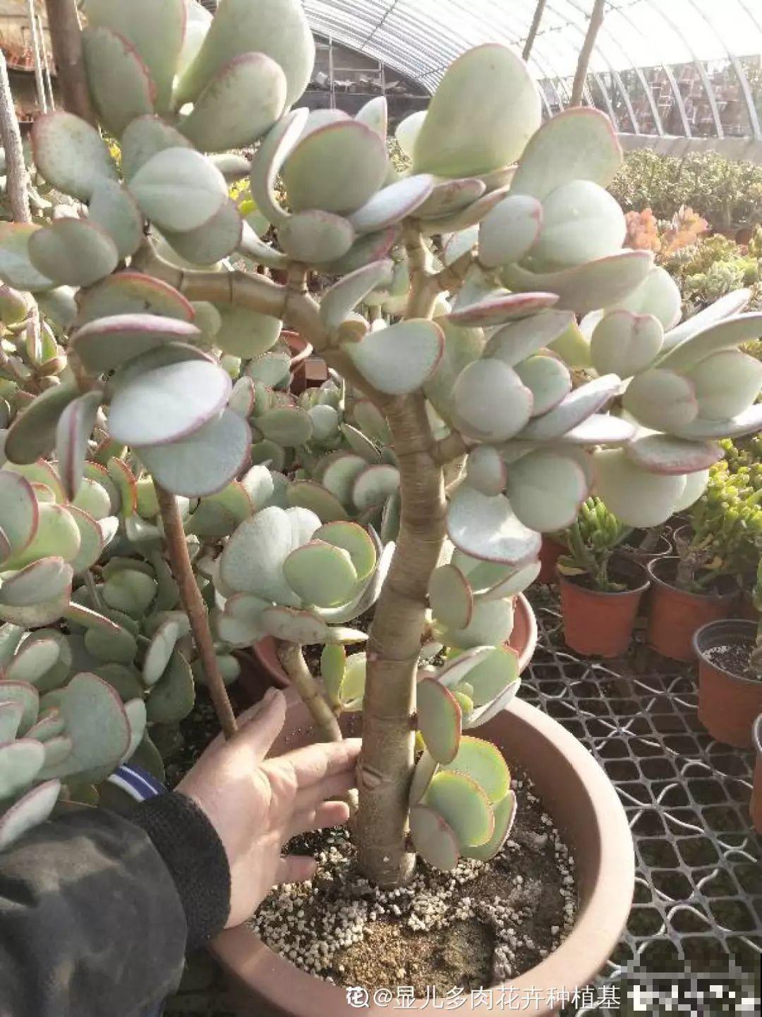养了20年的玉树，杆子比大腿还粗，满树白花跟下雪了一样！