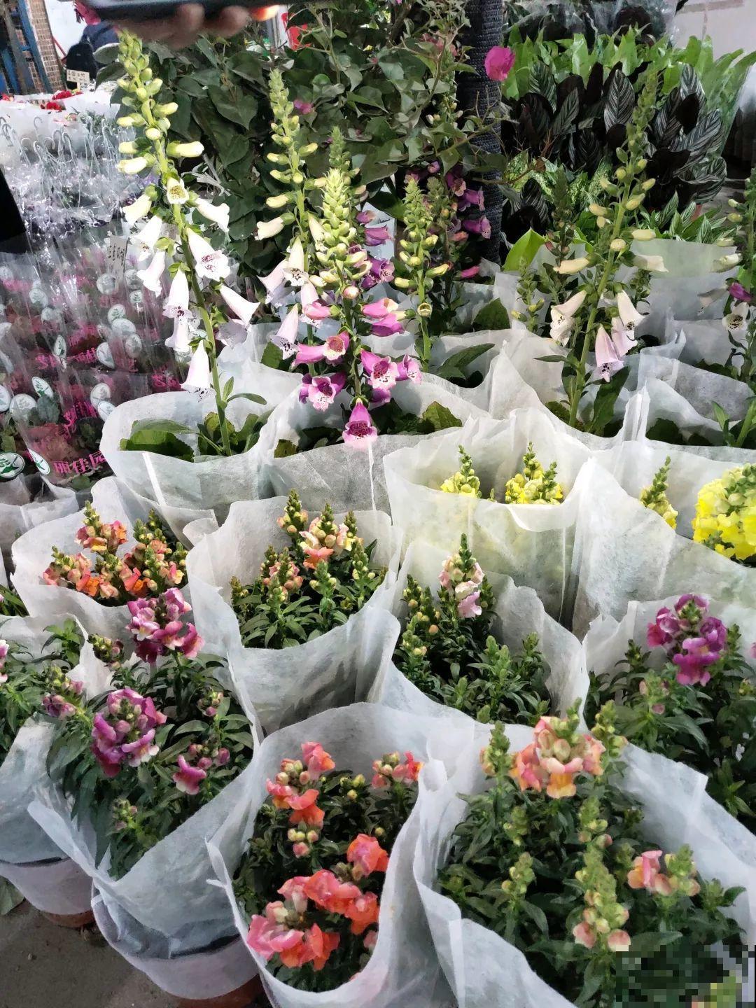 12月逛花市，这花好看又好养，遇到赶紧抱回家！