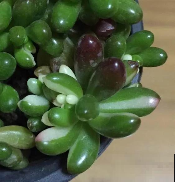 这种多肉，一看就是被用了药，再好看也别买！