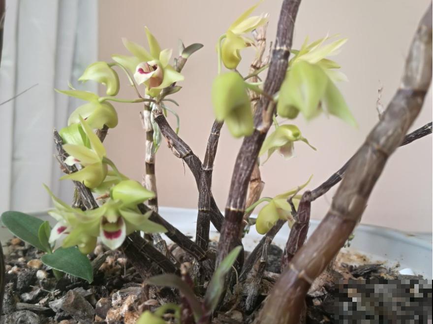 烂木头上的花，长成一张花帘子，还是名贵的中药！