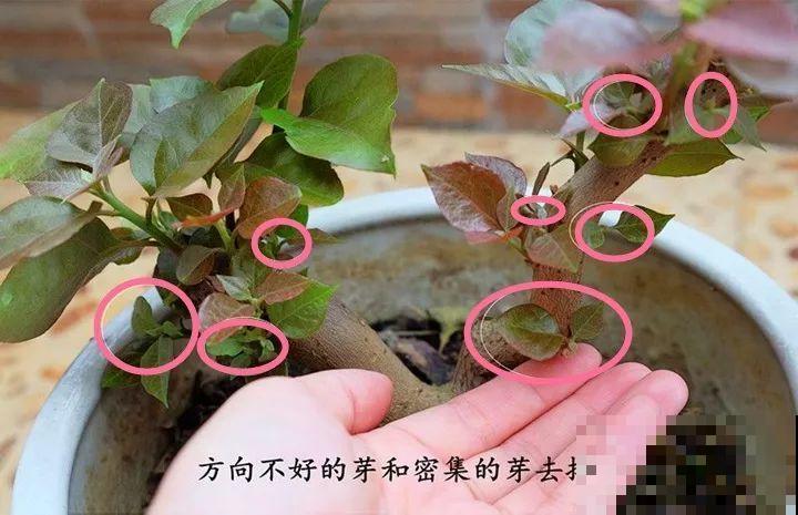 养了5年的三角梅，一长高就砍，终于变成精品老桩！