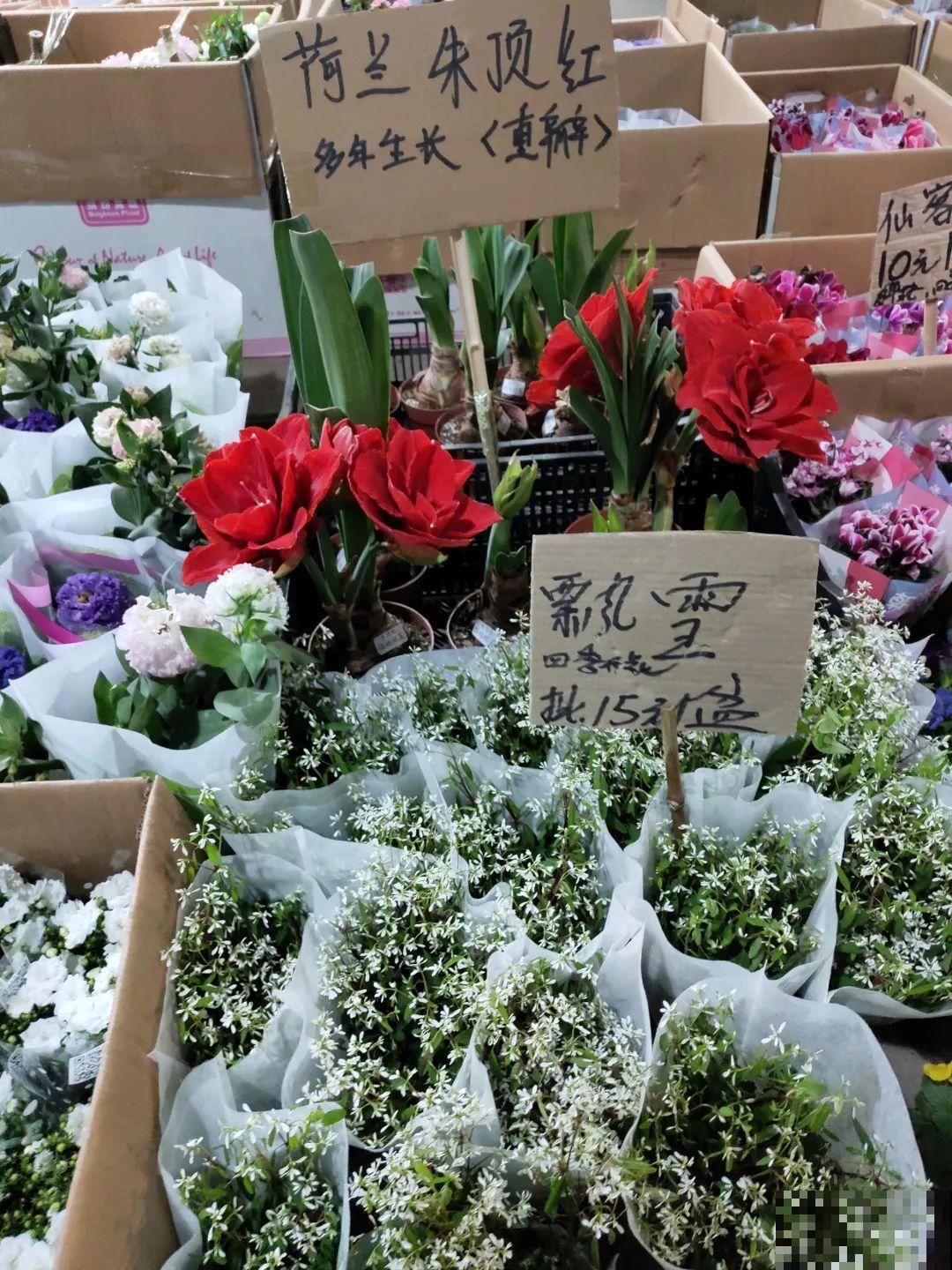 12月逛花市，这花好看又好养，遇到赶紧抱回家！