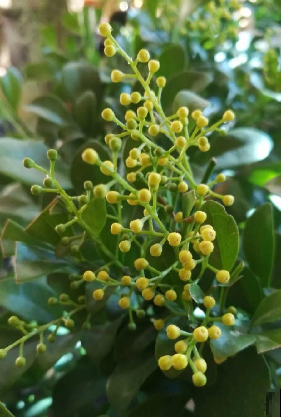 最适合冬天养的4种花，杀菌去异味，养一盆顶个空气净化器！