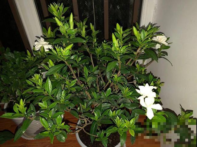 冬天买了这种花，出现花苞赶紧剪，否则活不过俩月！