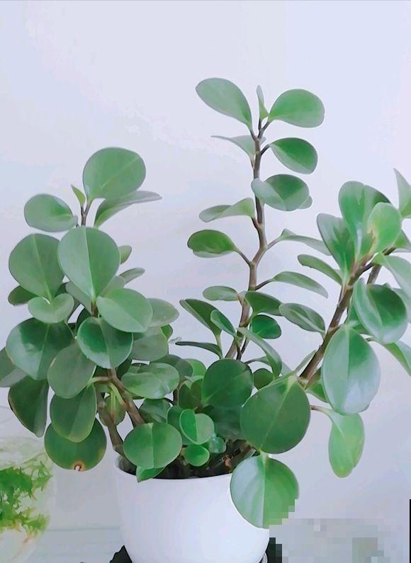 这6种花不能长太高，一长高就剪，越矮越值钱！