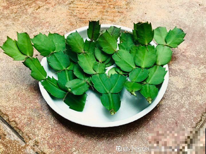 10种花，冬天切记管住手，小心浇完水就掉叶子！