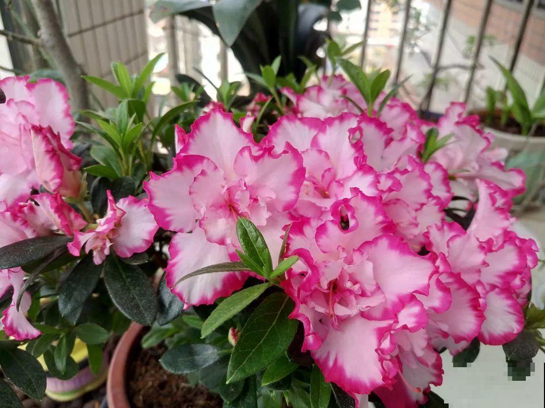 这6种花现在养，一个月后就开花，红红火火过新年！