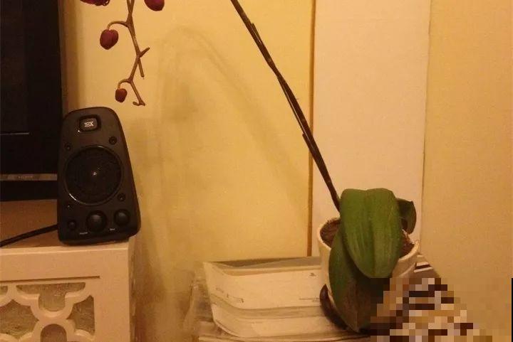20种花最怕冷，一降温就黄叶，不做准备只剩空盆了！