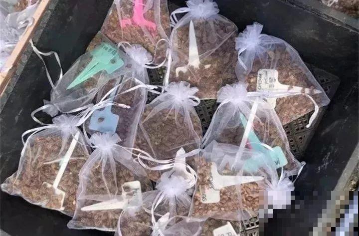 养这花真赚钱，一年能生3麻袋，邻居朋友抢着要！