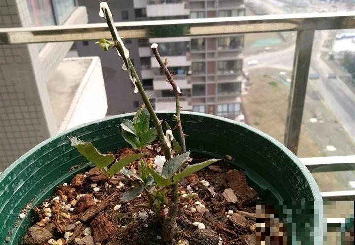 月季冬天就得剪，剪早剪晚都不行，不然连芽都不长！