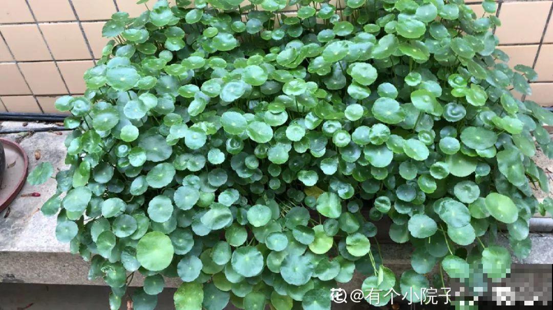 2种“入侵草”，千万别乱扔，小心没地方落脚！