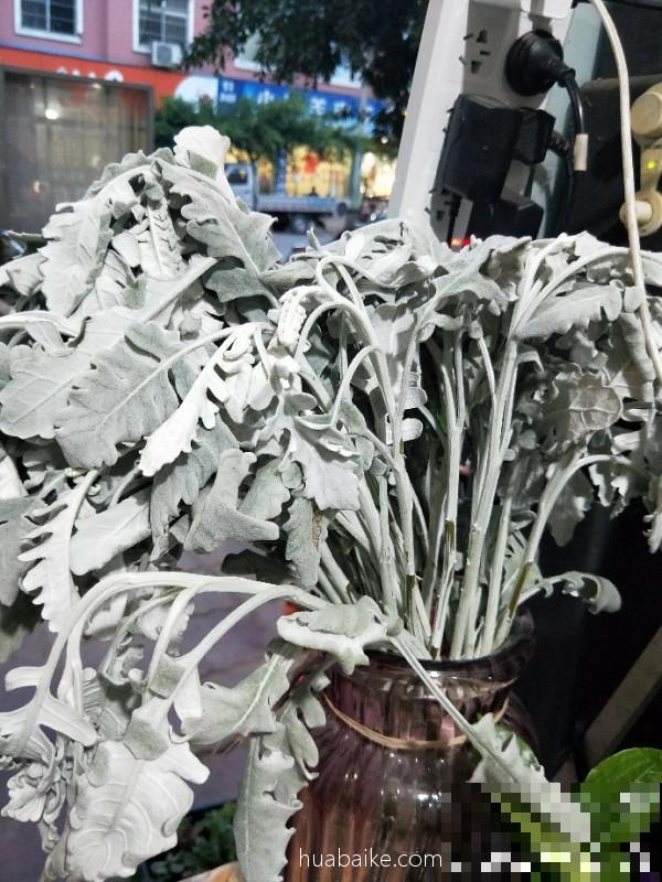 超耐寒的花，零下4度冻不死，花市上都抢着买