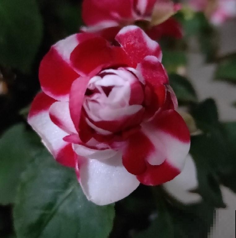 这花耐寒开花漂亮，不养的话，真是亏了！