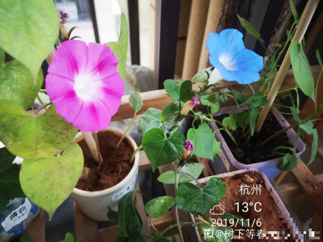 养花是一种心情，一种情趣，更是一场修行！