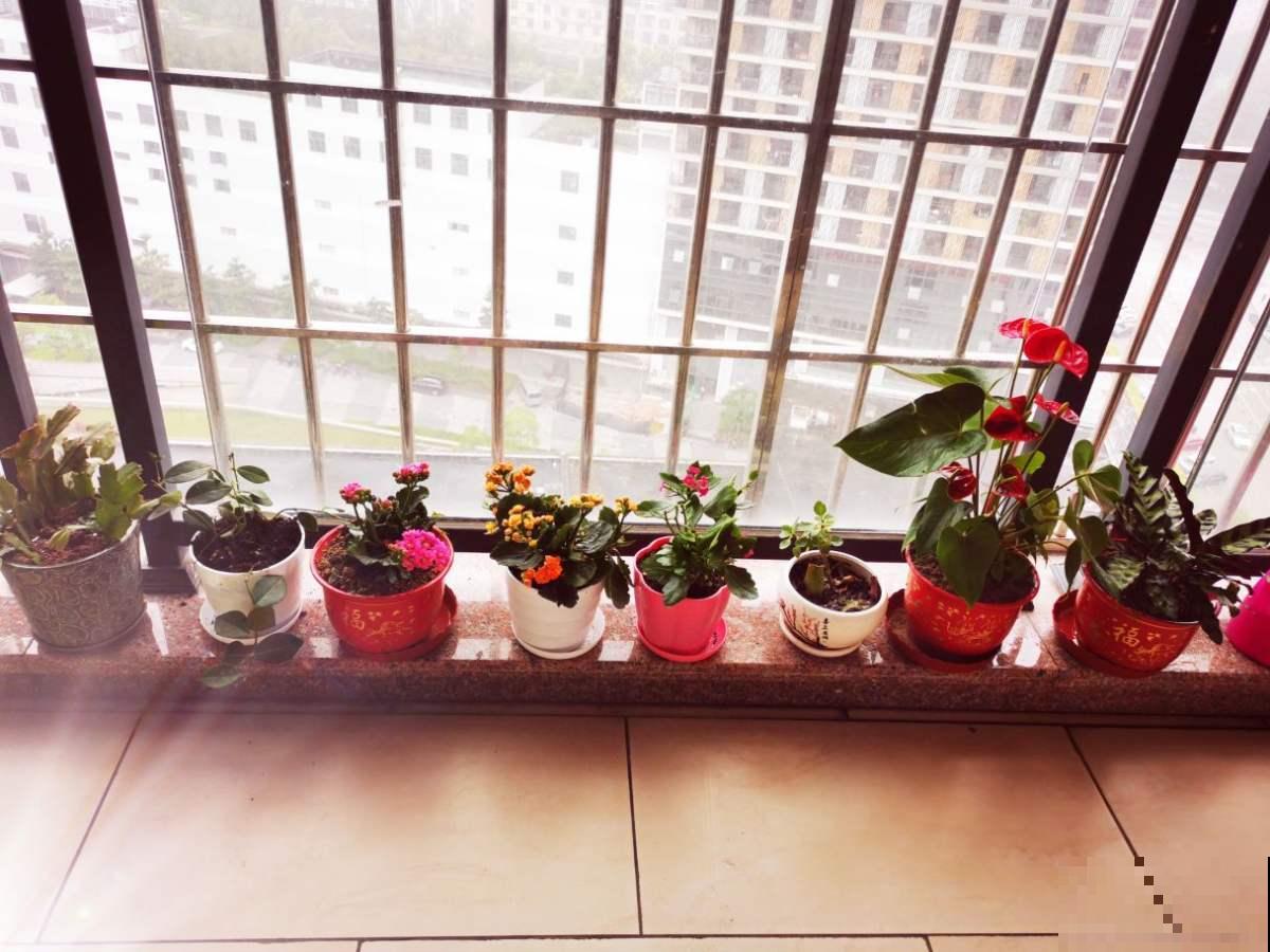 冬天养花入室，小飞虫繁殖到处飞，这么几招就轻松消灭！