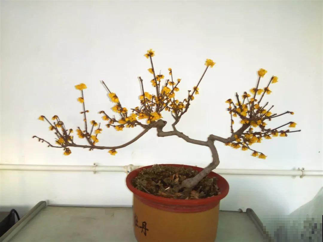 这6种花现在养，一个月后就开花，红红火火过新年！