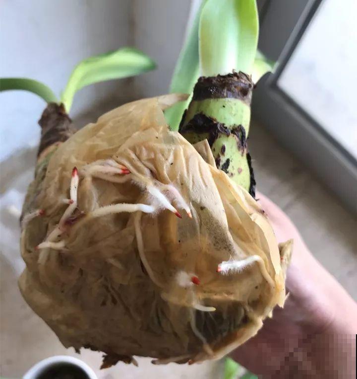 一张废纸捂一捂，大白根冒出来，养花太省心！