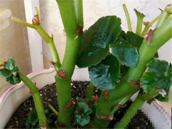 10种花，冬天切记管住手，小心浇完水就掉叶子！