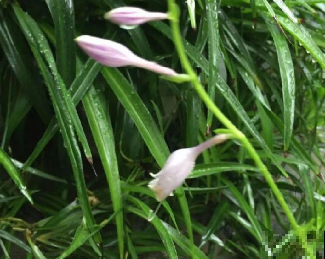 天气越来越冷，耐寒植物这样养，就选这3种！