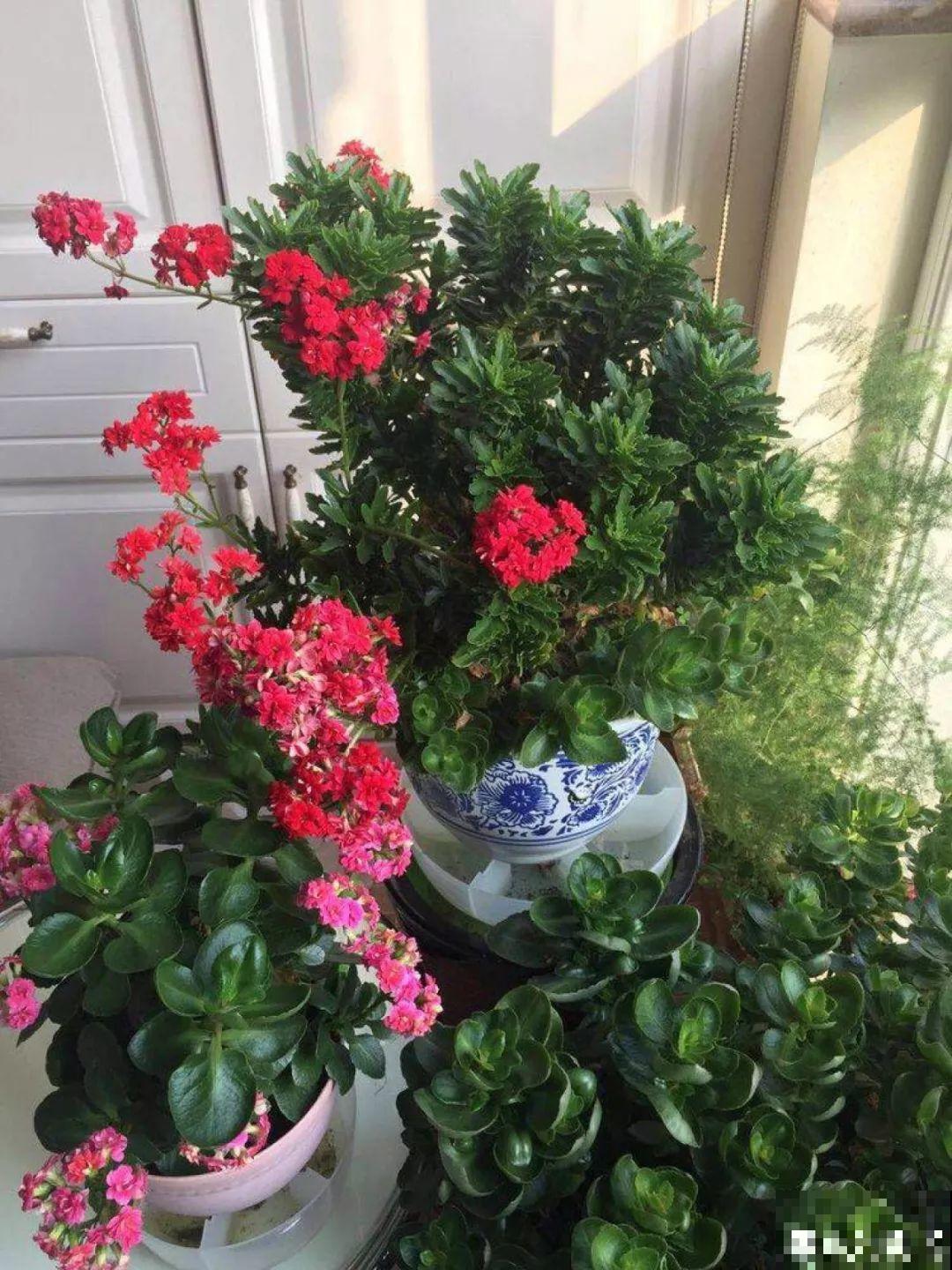 这种花盆要少用，稍微不注意，养花就容易黄叶烂根！