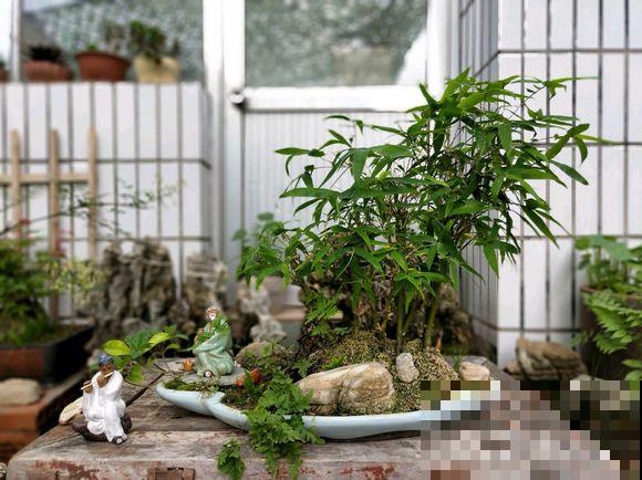人养花，花也养人，越养你的气质就越好！