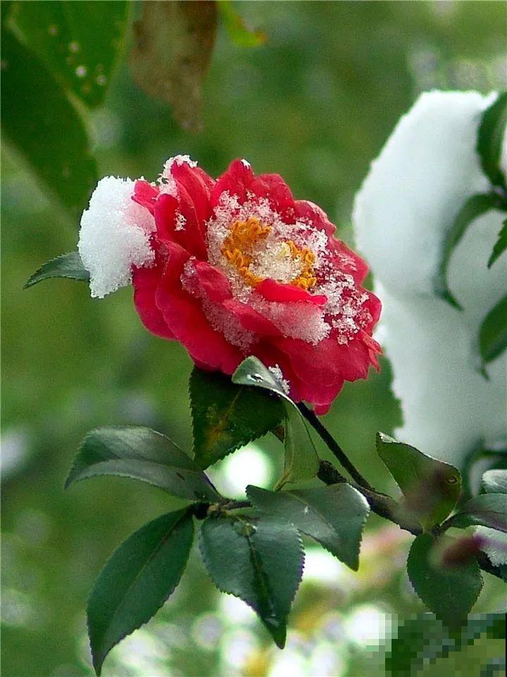 大雪天，只有这花还在继续开，真不是一般的抗冻！