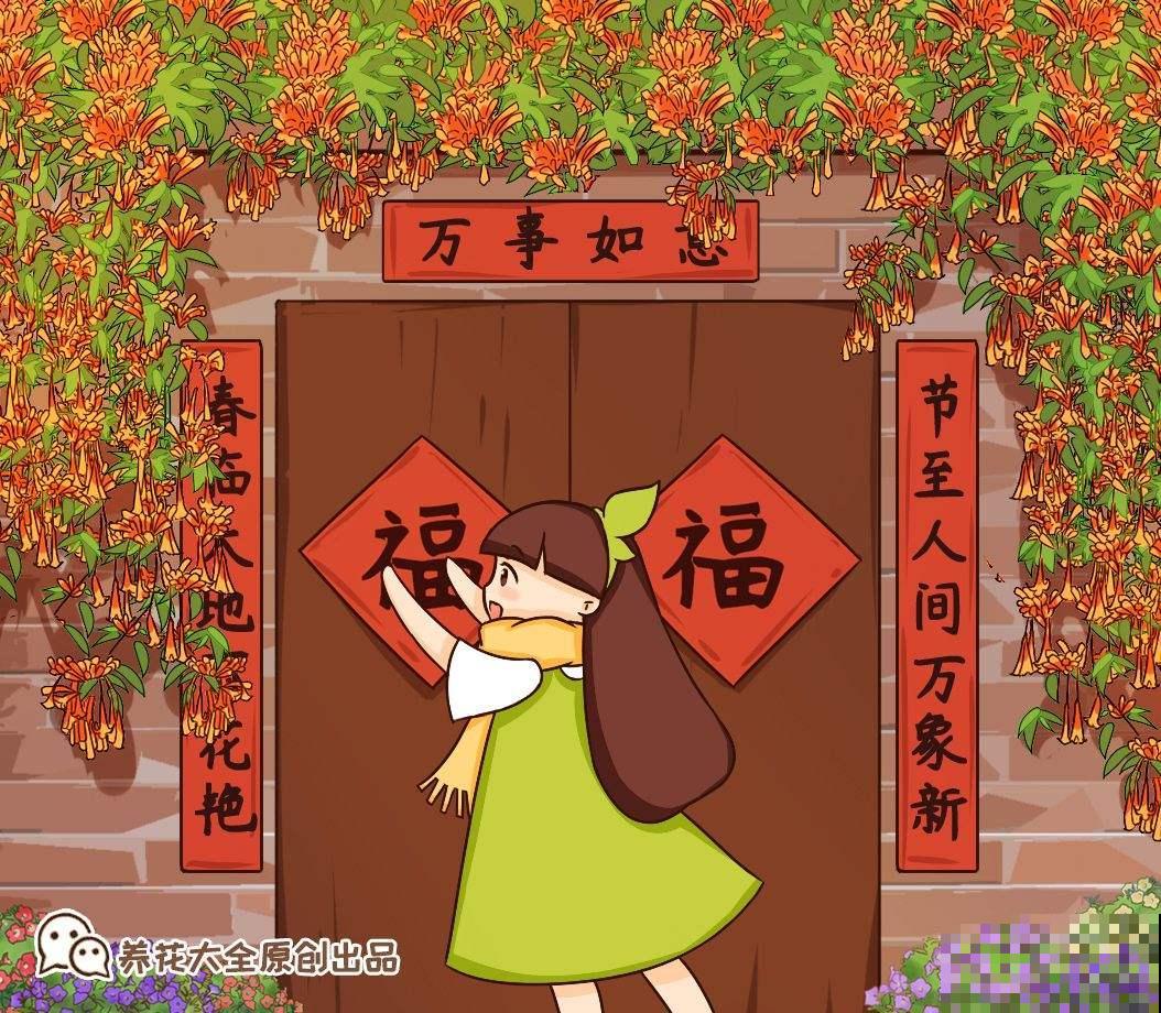 这花最适合过年养，开花红红火火，爬满整面墙
