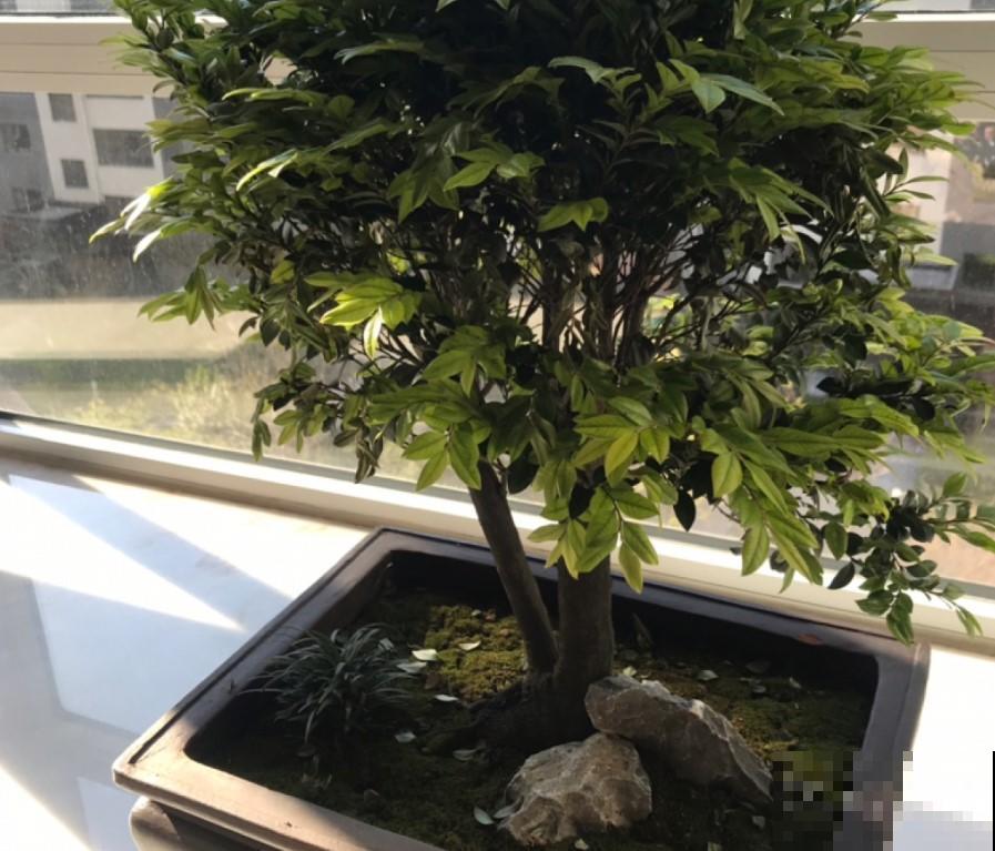 富贵人家都养这花，旺财旺运，养的越久越好！
