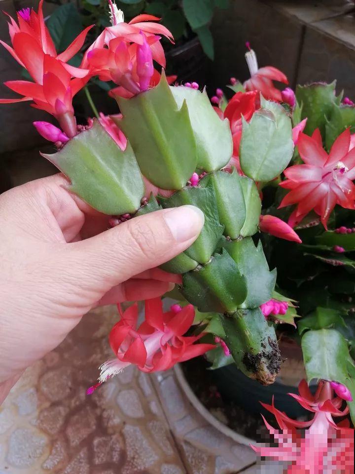 10种花，冬天切记管住手，小心浇完水就掉叶子！