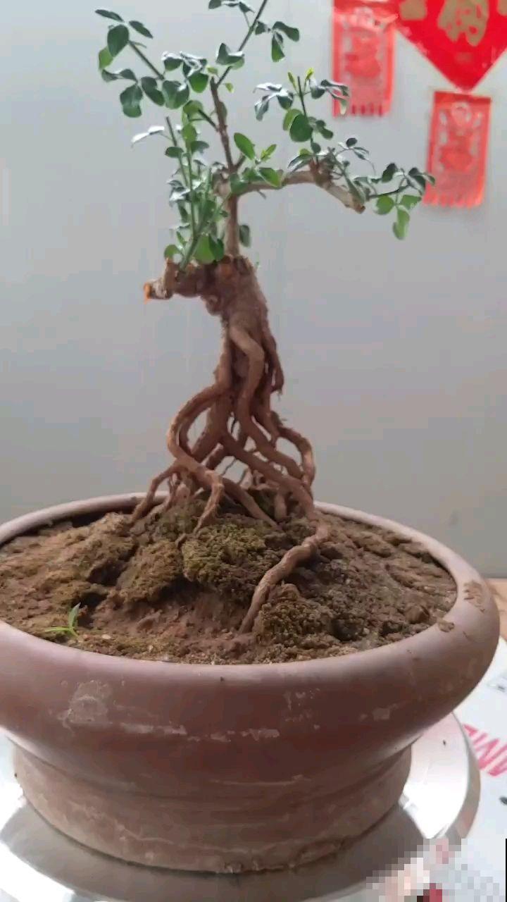 路边都是这植物，挖回家凹造型就变盆景，冬天还能开出金黄花海