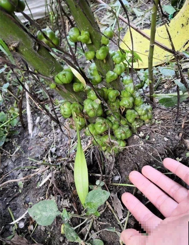 养这花真赚钱，一年能生3麻袋，邻居朋友抢着要！