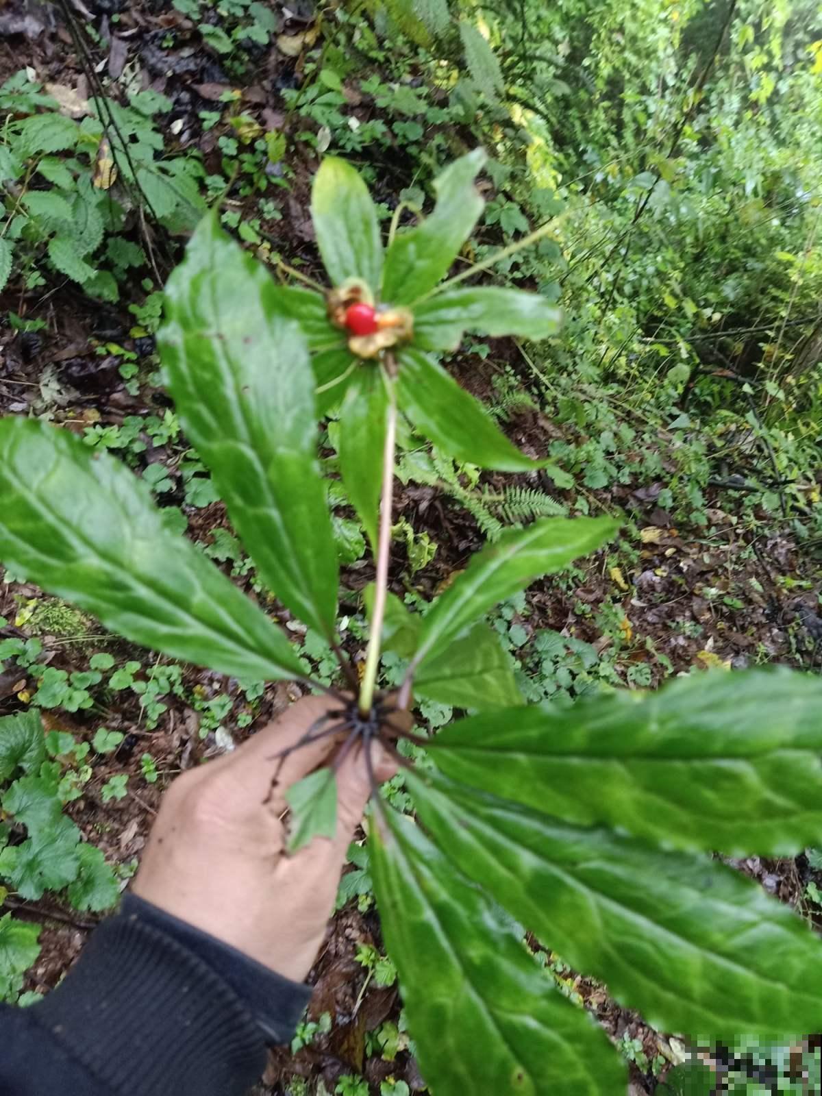它模样奇特宛如仙草，有它的地方蛇都不敢靠近，能见一面超幸运！