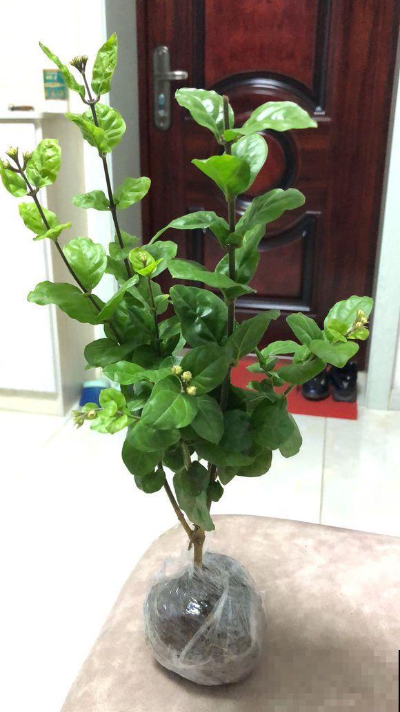冬天买了这种花，出现花苞赶紧剪，否则活不过俩月！