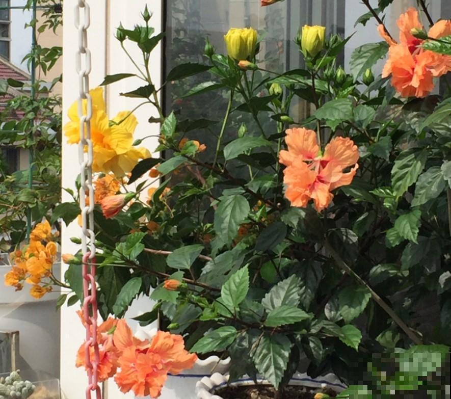 扶桑养家里，开花惊艳，四季都能够开花！